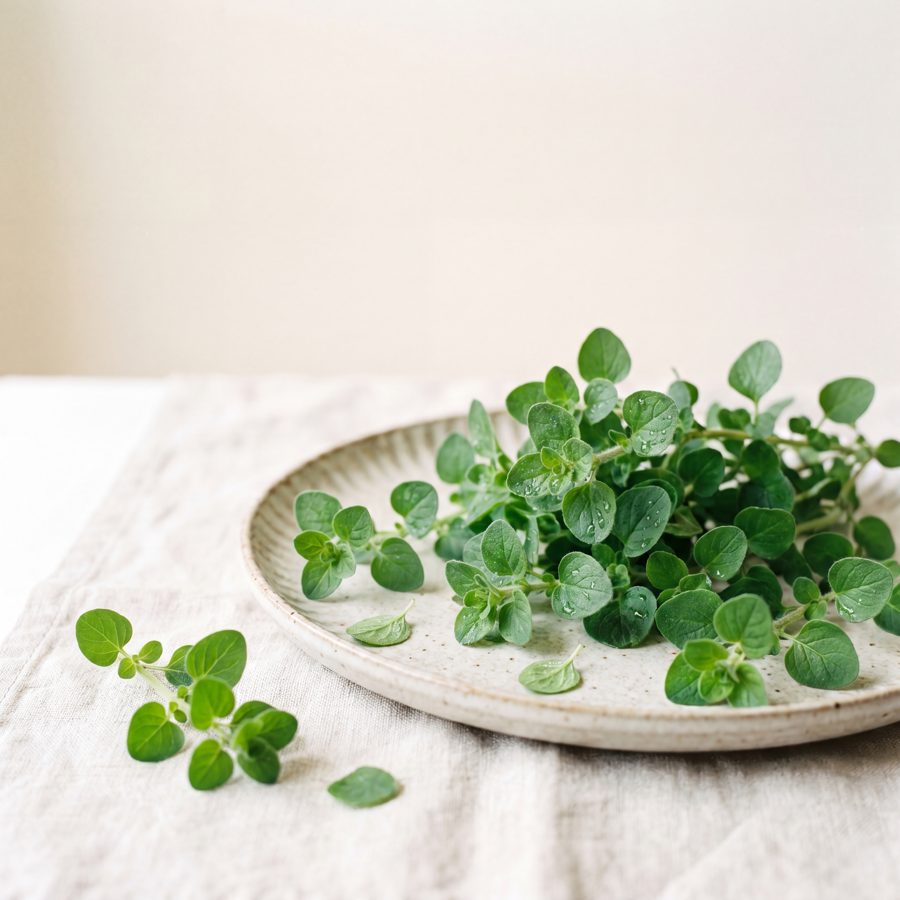 Oregano